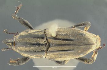 Media type: image;   Entomology 1039 Aspect: habitus dorsal view